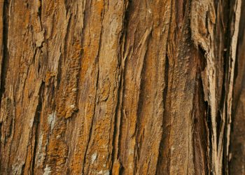 gabriel-rodrigues-2qm84rE_VuQ-unsplash gabriel-rodrigues-2qm84rE_VuQ-unsplash