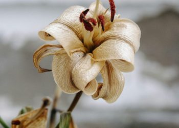 hong-nguyen-1zMMl4GY1gY-unsplash