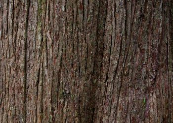 richard-bell-YRWdYHL4Whw-unsplash richard-bell-YRWdYHL4Whw-unsplash