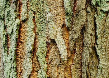 steve-johnson-GTOzkCWnjds-unsplash steve-johnson-GTOzkCWnjds-unsplash