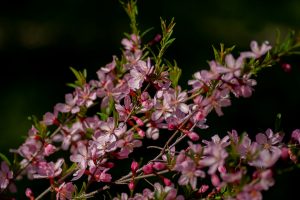 yoksel-zok-SFuOOcLdxCo-unsplash